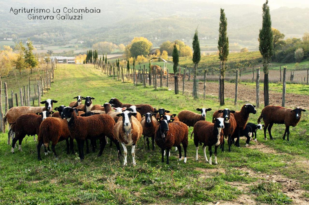 Agriturismo La Colombaia Villa Vicchio Eksteriør billede