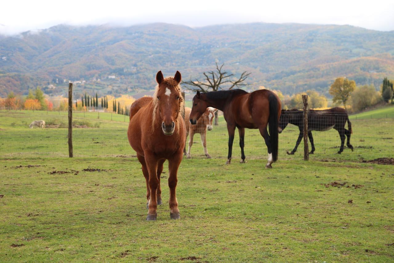 Agriturismo La Colombaia Villa Vicchio Eksteriør billede