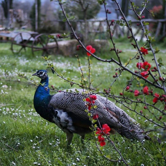 Agriturismo La Colombaia Villa Vicchio Eksteriør billede