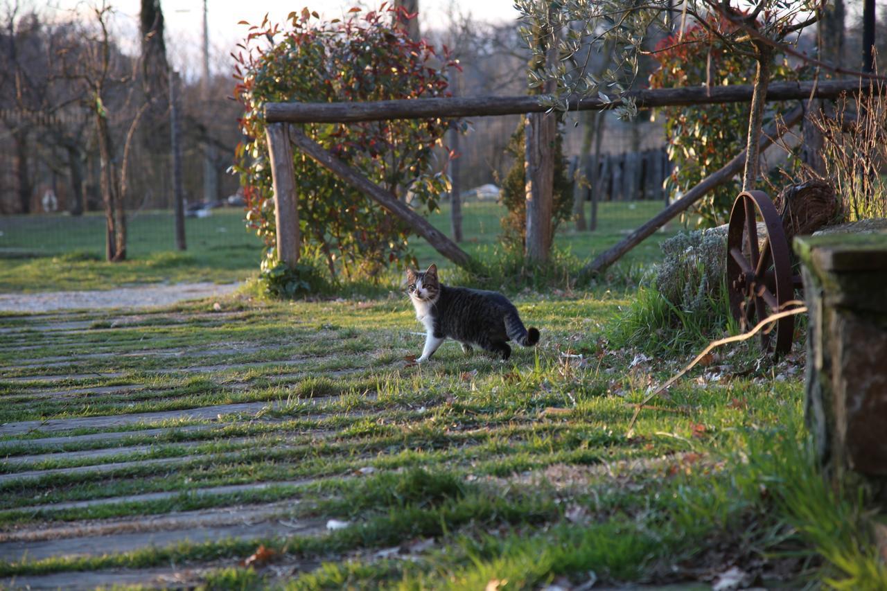 Agriturismo La Colombaia Villa Vicchio Eksteriør billede